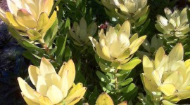 Leucadendron Wallpaper For IPhone Download