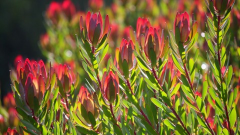 Leucadendron wallpapers high quality