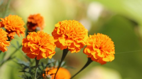 Marigold wallpapers high quality