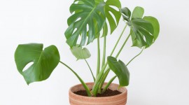 Monstera Wallpaper For IPhone Download
