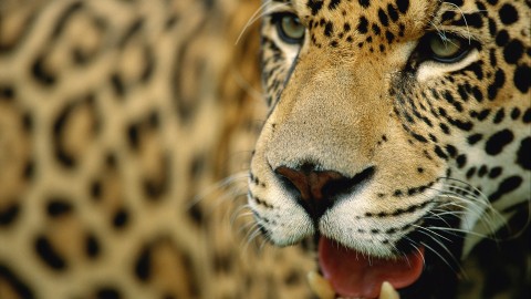 Panthera Onca wallpapers high quality