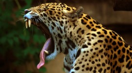 Panthera Onca Photo Download