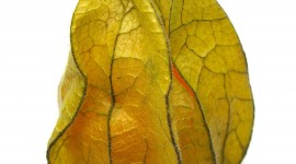 Physalis Wallpaper For IPhone