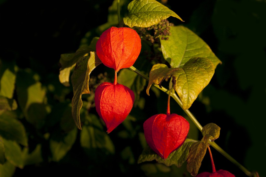 Physalis wallpapers HD