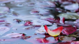 Rose Petals In Water Wallpaper