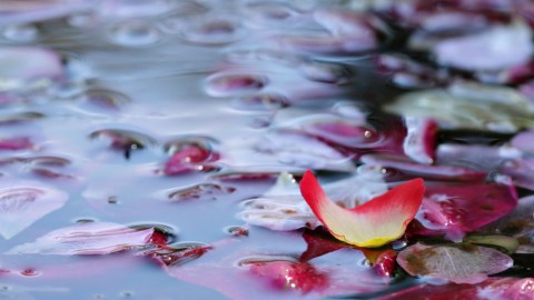 Rose Petals In Water wallpapers high quality