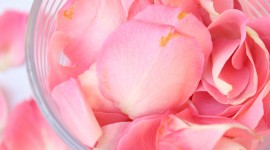 Rose Petals In Water Wallpaper For Android