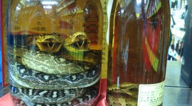 Snake In Alcohol Desktop Wallpaper HD