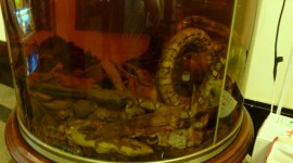 Snake In Alcohol Photo Download