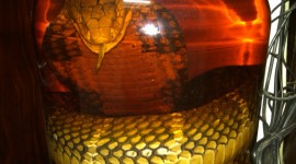 Snake In Alcohol Wallpaper Free