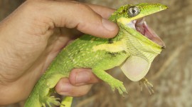 The Emerald Lizard Photo Free