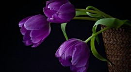 4K Bouquet Tulips Photo