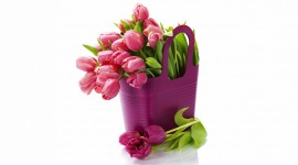 4K Bouquet Tulips Wallpaper HQ