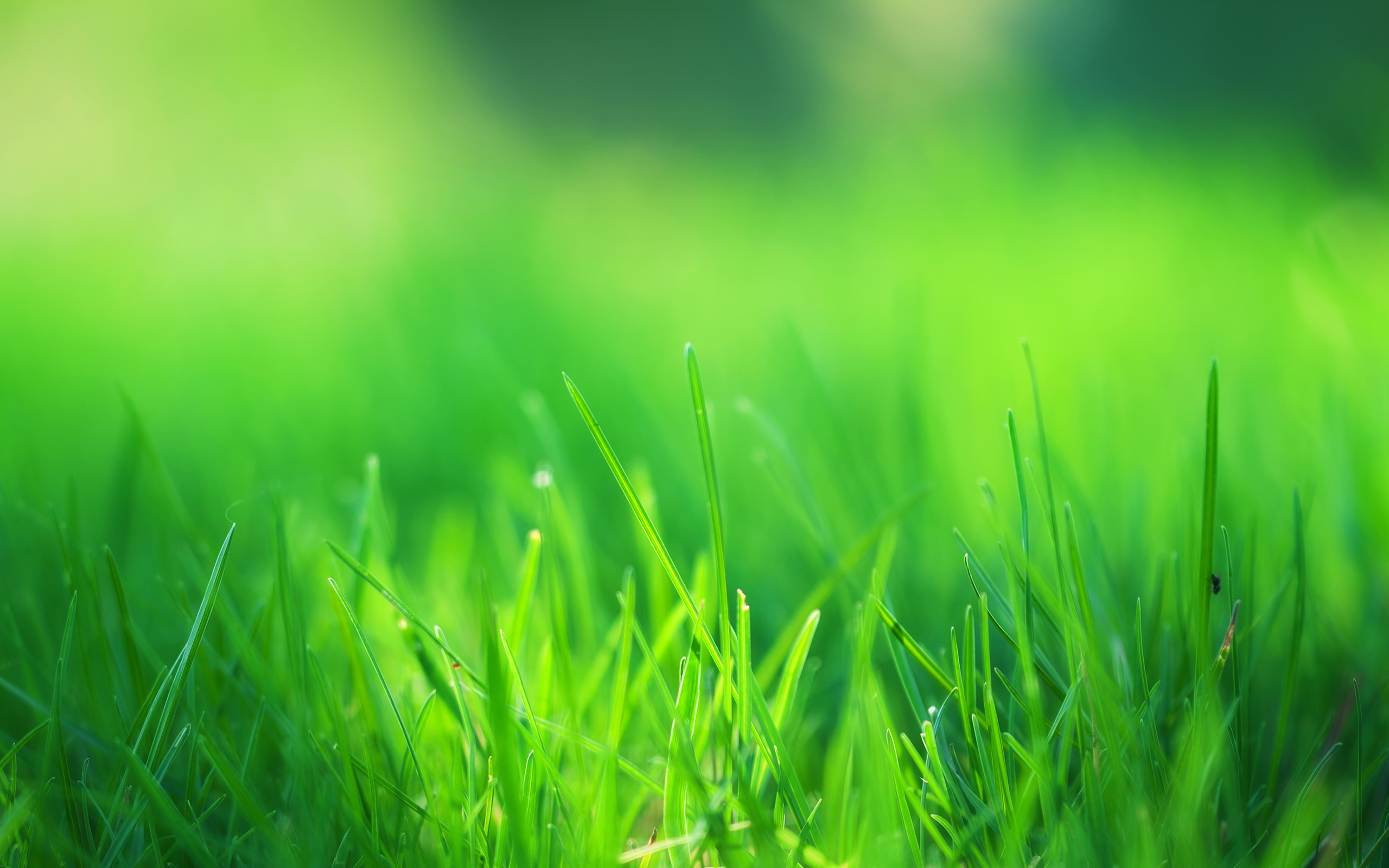4K Green Grass Wallpapers High Quality | Download Free