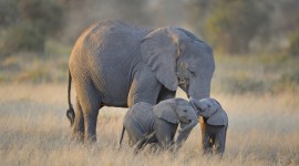 4K Little Elephants Photo Download