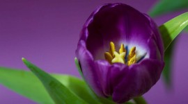 4K Purple Tulips Best Wallpaper