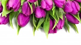 4K Purple Tulips Desktop Wallpaper