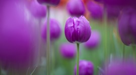 4K Purple Tulips Desktop Wallpaper HD