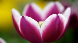 4K Purple Tulips Photo Download
