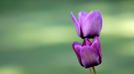 4K Purple Tulips Photo#2