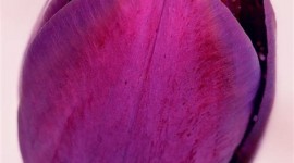 4K Purple Tulips Wallpaper For IPhone