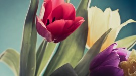 4K Purple Tulips Wallpaper For PC