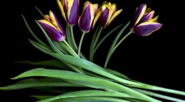 4K Purple Tulips Wallpaper Free