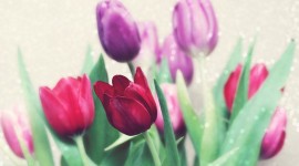 4K Purple Tulips Wallpaper Full HD