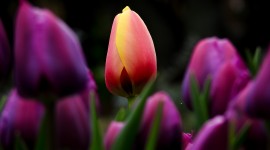 4K Purple Tulips Wallpaper HQ