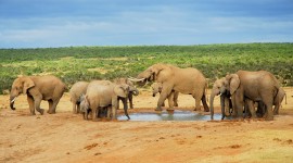 Animal Watering Hole Photo Download