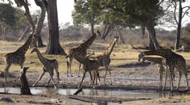 Animal Watering Hole Photo Download#1