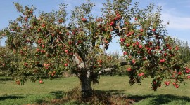 Apple Tree Wallpaper Download