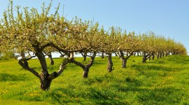 Apple Tree Wallpaper Download Free