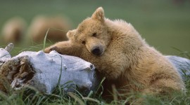 Bears Sleep Photo Download