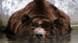 Bears Sleep Wallpaper For Desktop
