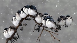 Birds On Branch Desktop Wallpaper HD