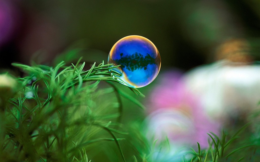 Bubbles Grass wallpapers HD