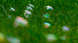 Bubbles Grass Desktop Wallpaper For PC