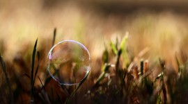 Bubbles Grass Wallpaper Download