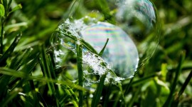 Bubbles Grass Wallpaper For Android