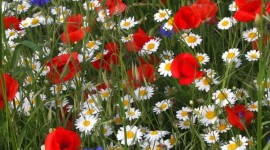 Cornflowers Wallpaper For IPhone Free