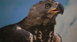 Crowned Eagle High Quality Wallpaper