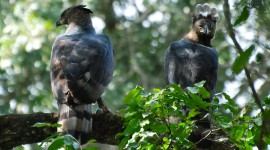 Crowned Eagle Wallpaper