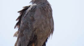 Crowned Eagle Wallpaper For IPhone