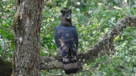 Crowned Eagle Wallpaper For PC