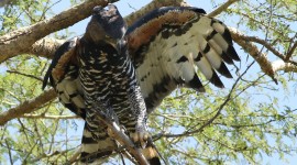 Crowned Eagle Wallpaper High Definition