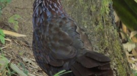 Crowned Partridge Wallpaper For IPhone