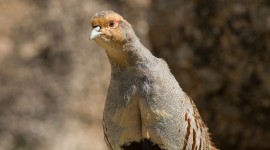 Crowned Partridge Wallpaper High Definition