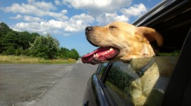 Dog In The Car Photo Download#1