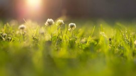 Flowers And Sunshine Photo Download